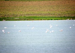 Düden Gölü'nün kuşları yuvaya dönüyor