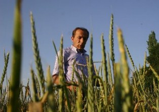 Konya'da "Dinkel Buğday" üretilecek
