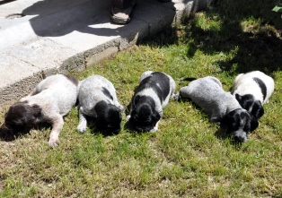 4 yavru köpeğin anneleri çalındı
