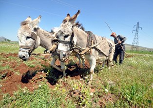 Eşekleriyle çift sürerek geçimini sağlıyor