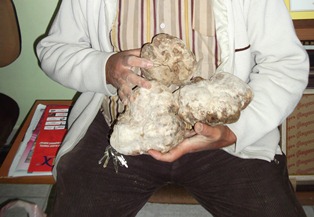 Kiloluk domalan mantarı