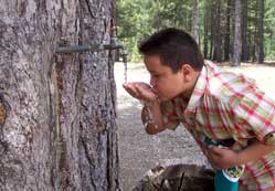 Çamdan kar suyu akıyor