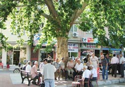 Çınar ağacı emeklilerin gözdesi