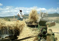 harmanı patozla yapıyorlar