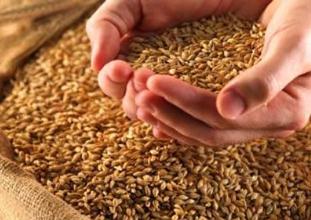 Emirgazi'de arpa hasadına başladı