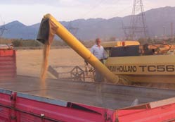 Rekolte üreticinin yüzünü güldürüyor