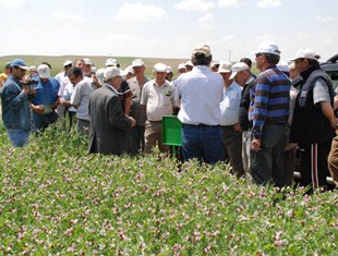 Sarayönü'nde tarla günü