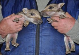 Yıllardır Tavuk Diye Domuz Yedirmişler