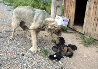 Bir batında 9 yavru doğurdu
