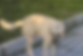 Köpeği idama mahkum ettiler