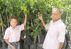 İsteyene saksıda limon, portakal