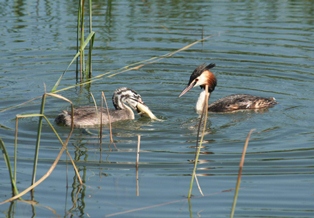 Bahriler balık avında..