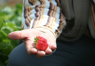 Organik çilek bu yıl tarlada alıcı buldu