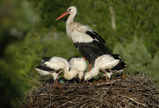 Kuş gözlemcilerinin yeni gözdesi