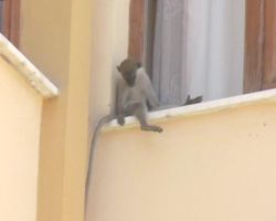 Konya'da şempanze kurtarma operasyonu