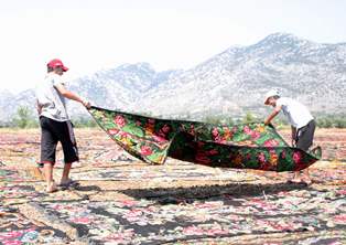 Tarlalar halı açtı