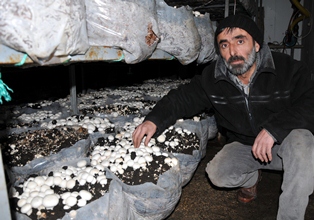 Mantar gibi türediler..