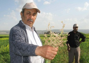 Nohudu "Mantar" hastalığı vurdu