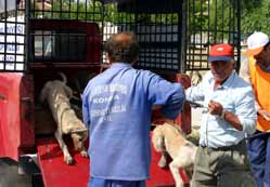 Köpekleri Konyaya bırakıyorlar