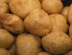 Patatesin genetik haritası hazırlandı