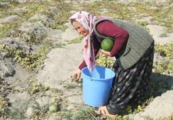 Anadolu kadını, çalışmaktan yılmıyor
