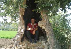 Yüz yıllık ağaç, barınak oldu