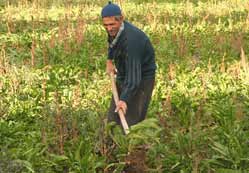 Pancar sökümüne devam ediliyor