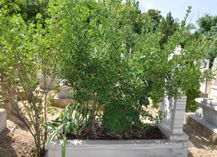 Beyşehir'de kimlerin yattığı bilinmeyen bin 126 mezar