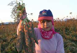 Dünya'ya havuç ihraç ediyorlar