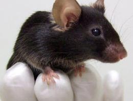 Japonlar sonunda bunuda yaptı!