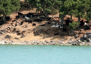 Dünyanın en özgür keçileri