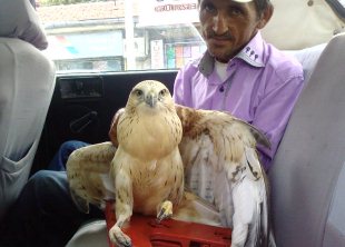 Yaralı şahini tedavi ettiremedi