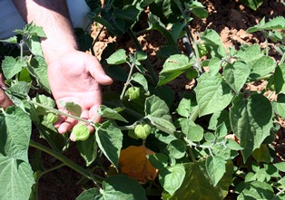 Hüyük'te "altın çilek" üretimi denemesi