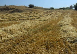 Çiftçilere "ekin zararlıları" uyarısı