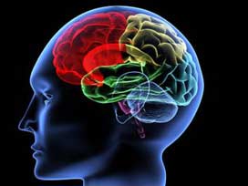 Deriden beyin hücresi üretildi