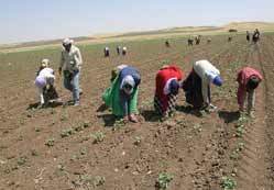 Çiftçiye 2007'de % 50 prim desteği