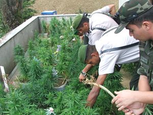 Bozkır'da hint keneviri operasyonu