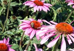 Ekinezya, Konya'da üretildi