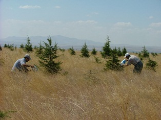 Pet şişelerle su taşıyıp fidan suluyor