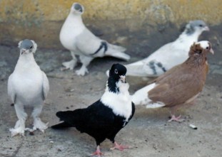 Akşehir'de ihaleyle güvercin satışı