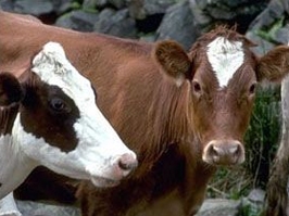 Beyşehir'de bir köyde şap karantinası