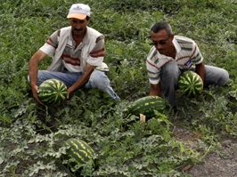 Kumluca karpuzu tarlada alıcı buldu