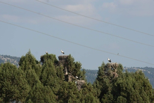 Leylekler beldeyi karanlıkta bırakıyor