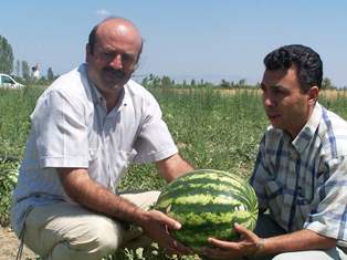 Beyşehir'in yerli karpuzu çıktı