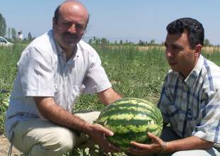 Beyşehir'in yerli karpuzu çıktı
