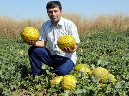 Kavun üreticisinin yüzü gülüyor