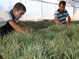 Avrupa'ya süs bitkileri yetiştirilen belde
