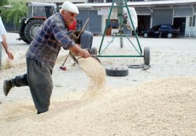 Borsa'da hububat fiyatları