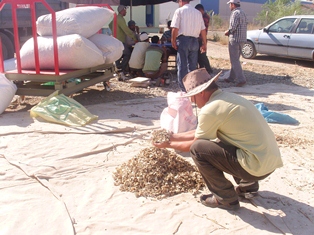 Seydişehir'de haşhaş alımına başladı