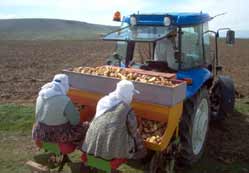 Ereğli patatesin yeni merkezi oluyor